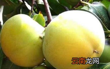 青柿子泡酒的功效与作用