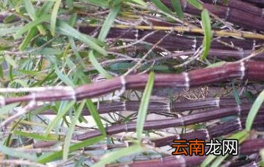 紫皮石斛怎么种 紫皮石斛的种植方法技巧