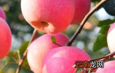 每天吃苹果的最佳时间 每天吃苹果吃几个好
