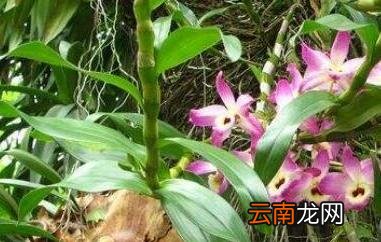 报春石斛的功效与作用
