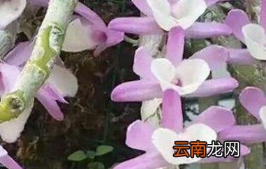 报春石斛的功效与作用