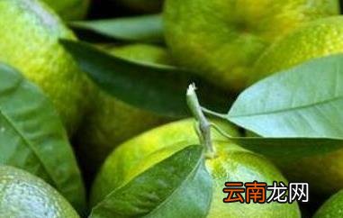 绿橘子的营养价值 吃绿橘子的好处