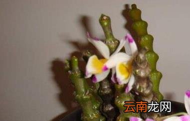 肿节石斛的功效与作用 肿节石斛的吃法