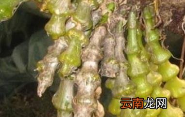 肿节石斛的功效与作用 肿节石斛的吃法