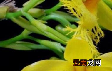 长苏石斛的药用价值 长苏石斛的功效