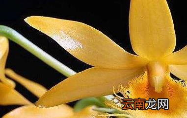 长苏石斛的药用价值 长苏石斛的功效