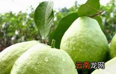 珍珠番石榴有什么功效 石榴怎么吃图解法