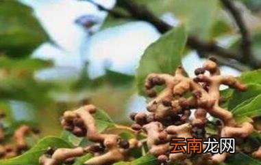 万寿果的功效与作用 万寿果的禁忌