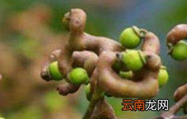 万寿果的功效与作用 万寿果的禁忌