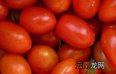 小柿子和大柿子的区别 吃柿子的好处