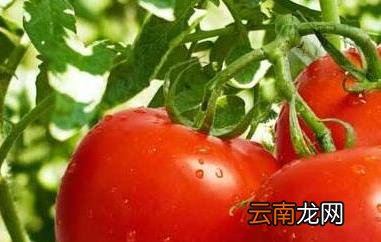 小柿子和大柿子的区别 吃柿子的好处