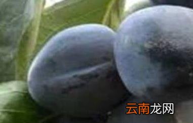 野生黑柿子的功效与作用