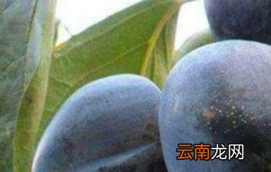 野生黑柿子的功效与作用