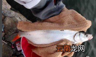泥鳅党钓鱼方法 轻松简单钓到鱼
