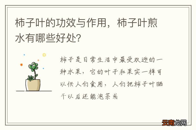 柿子叶的功效与作用，柿子叶煎水有哪些好处？