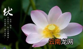 三伏天养生祝福 三伏天养生祝福语有哪些