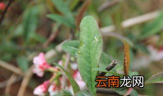海棠扦插繁殖方法 关于海棠扦插繁殖方法