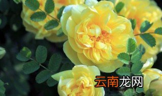 蔷薇扦插方法 如何扦插蔷薇