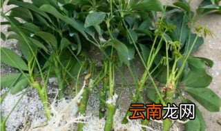 玉兰扦插方法 玉兰怎么扦插