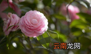 月季花懒人扦插方法 月季花的扦插懒人方法该怎么做