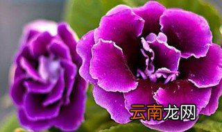 大岩桐花扦插培育方法 怎么扦插大岩桐花