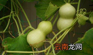 小葫芦怎么种植方法 小葫芦种植的步骤