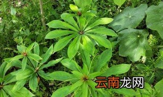 七叶一枝花种植方法 七叶一枝花如何种植