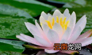 碗莲种藕的种植方法 碗莲种藕的方法步骤