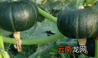 贝贝小南瓜的种植方法 贝贝小南瓜怎么种