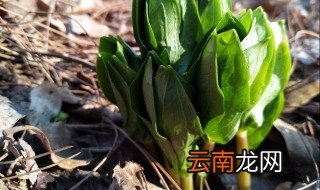 重楼的种植方法技术 种植重楼的方法介绍