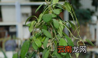 球兰扦插的方法 球兰怎么扦插
