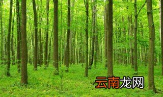 流转林地后种植树林可以砍伐吗 个人取得的有什么权利