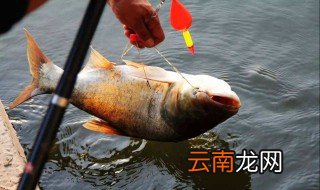 冬天水库钓鲢鳙绝招 钓鱼高手的经验分享