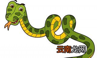 蛇酒的功效与禁忌 蛇酒的功效与禁忌是什么