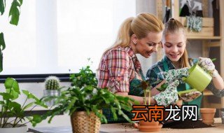 黄秋葵的种植方法盆栽 如何种植黄秋葵