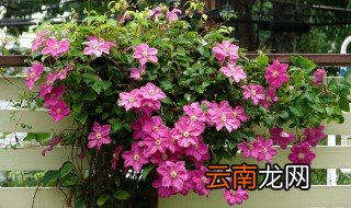 铁线莲种植方法 铁线莲怎么种植