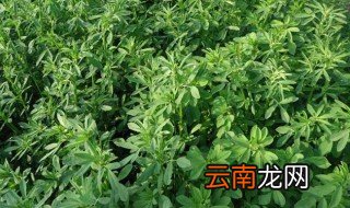 苜蓿草怎么种植方法 怎么种植苜蓿草