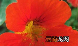 旱莲的种植方法 旱莲如何种植