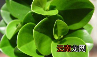 椒草种植方法 椒草怎么种植