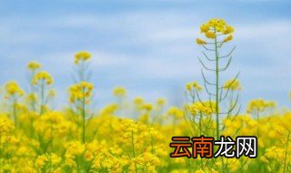 油菜花种植时间和方法 油菜花如何种植