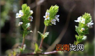小米草种植方法 小米草怎么种植