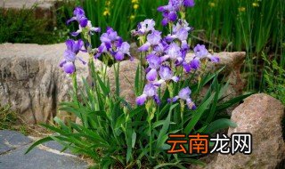 德国鸢尾的种植方法 德国鸢尾的种植方法简单介绍