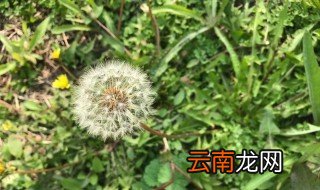 蒲公英怎么种植方法 蒲公英种植方法介绍