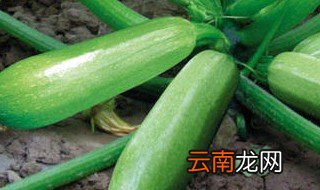 西葫芦种植方法 如何种植西葫芦