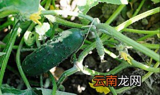 黄瓜种植时间和方法 种植黄瓜需要什么土壤