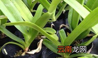 狐尾兰的种植方法 怎么种植虎尾兰