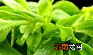 冰草的种植方法 如何种植冰草