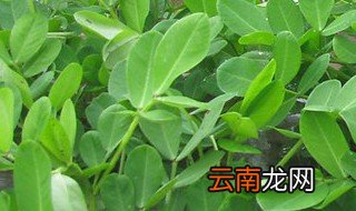 花生怎么种植方法 如何种植花生