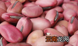 魔豆种子种植方法 魔豆家庭种植方法分享