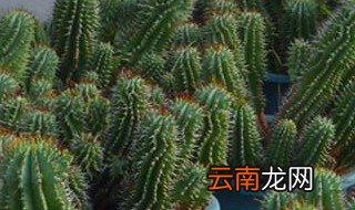 仙人球怎么种植方法 如何种植仙人球